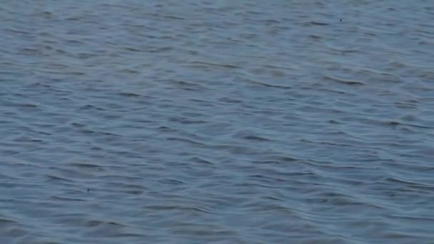 Fond naturel de petites vagues. Surface de l'eau avec ondulation du vent au ralenti