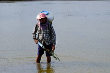 Çiftçi pirinç tohumlarını tarlaya yaymak için pirinç püskürtme makinesi kullanıyor.