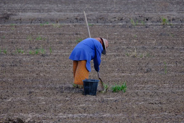 Agricultor Não Identificado Cava Pedaços Grama Para Preparar Campo Arroz — Fotografia de Stock