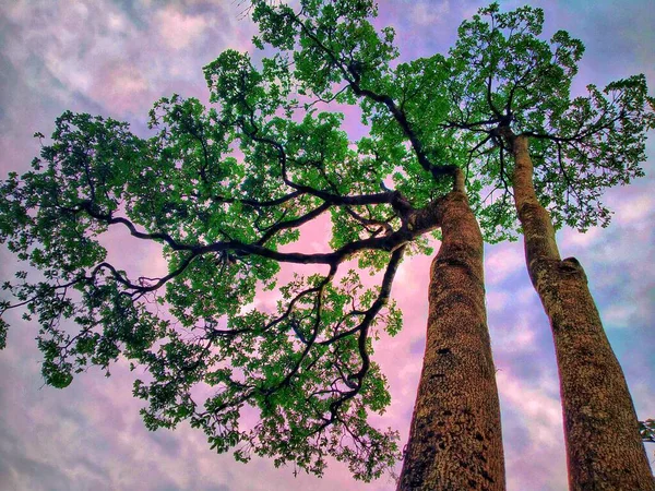 Два Длинных Дерева Рядом Друг Другом Зелеными Листьями Западных Гатах — стоковое фото