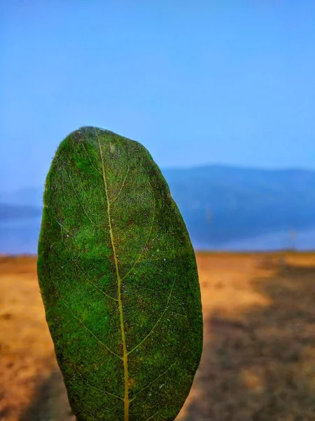 Folha Texturizada Verde Com Rio Montanhas Fundo Céu Azul — Fotografia de Stock