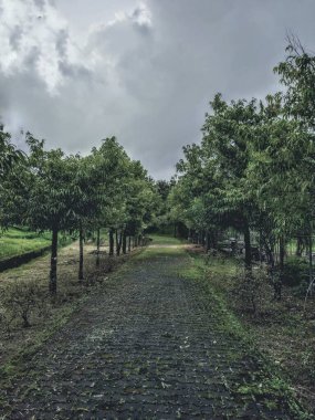 Bu resim çok sayıda ağacın dikildiği bir bahçenin resmi..