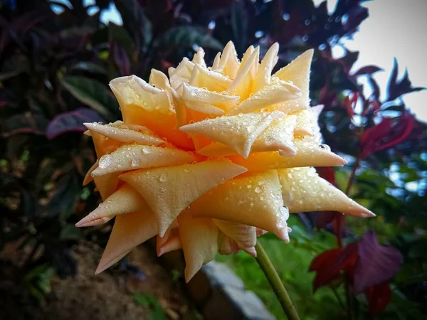 Blütenblätter Der Gelben Rosenblüte Mit Wassertropfen Garten — Stockfoto