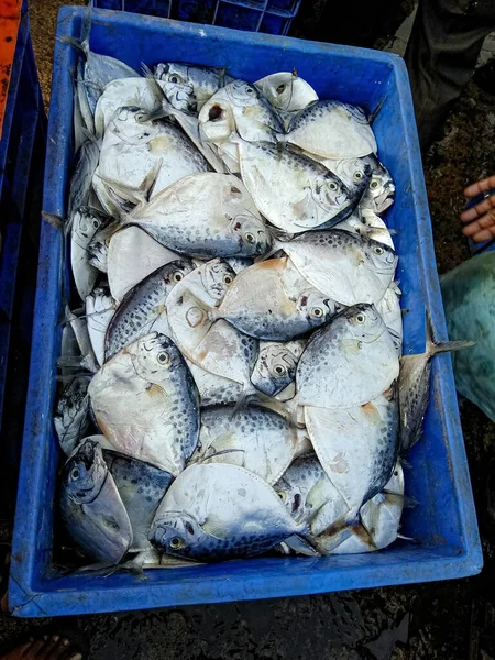 Dakke Mangalore Balık Pazarında Satılmaya Hazır Bir Sürü Balık Var — Stok fotoğraf
