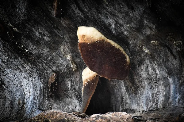 Rocas Inusuales Que Tienen Dos Colmenas Vacías Ubicadas Yana Karnataka — Foto de Stock