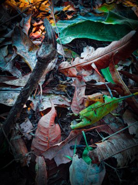 Yerde renkli mango yaprakları var.
