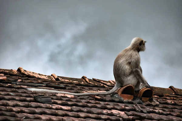 泥の屋根のタイルに座って 悪天候を見て大人の猿 — ストック写真