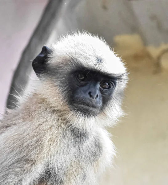 Een Schattige Aziatische Langur Aap Kijkend Naar Camera Lens — Stockfoto