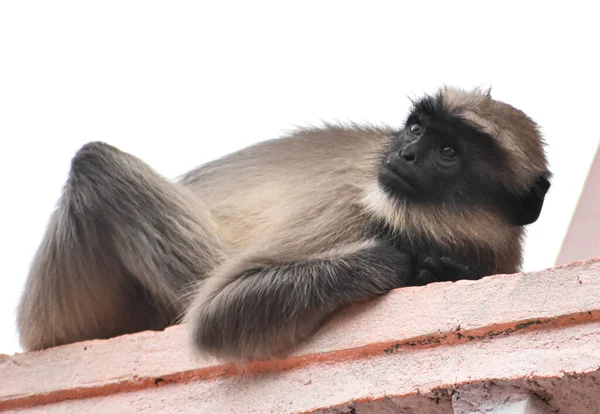 Een Volwassen Langur Stil Liggend Opzij Kijkend Geïsoleerd Wit — Stockfoto