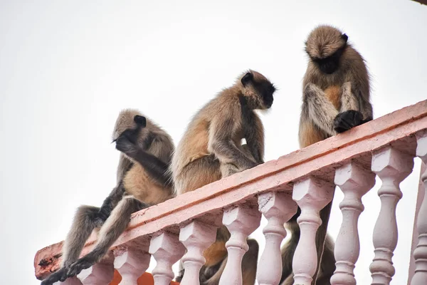 Grupo Langures Asiáticos Sentados Parte Superior Del Edificio Debido Mal —  Fotos de Stock