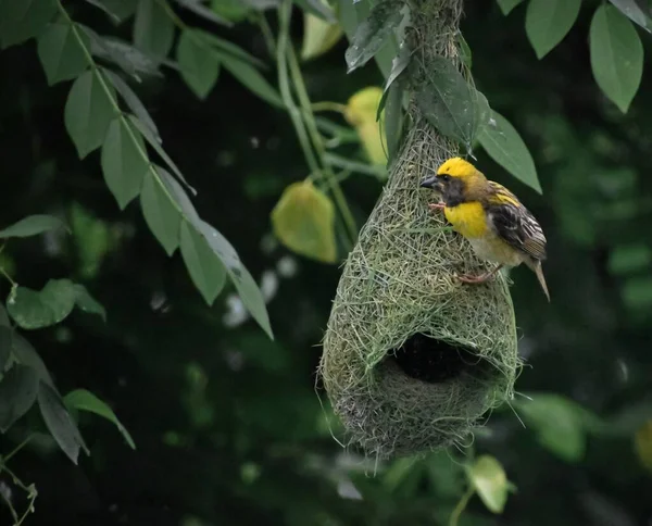 Uccello Tessitore Giallo Seduto Sul Suo Nido Sotto Ramo Dell — Foto Stock