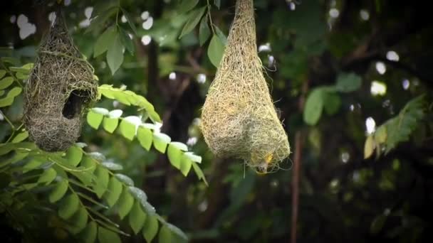 Sarı Dokumacı Kuş Yuvası Yağmur Altında Ağaç Dalında — Stok video