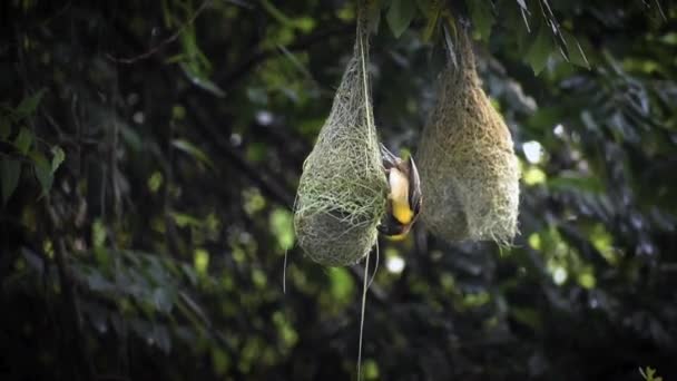 Gele Wever Vogel Bouwen Nest Regen Boomtak — Stockvideo