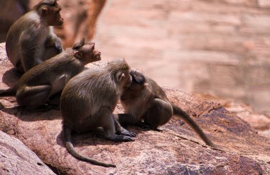 Hint maymun ailesi kayanın üzerinde oturuyor..