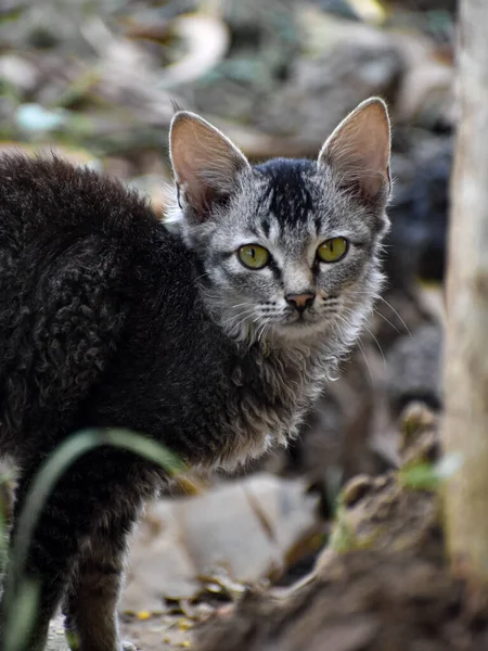 Selkirk Rex Kıvırcık Saçlı Bir Kedi Yavrusu Güzel Gözleri Gri — Stok fotoğraf