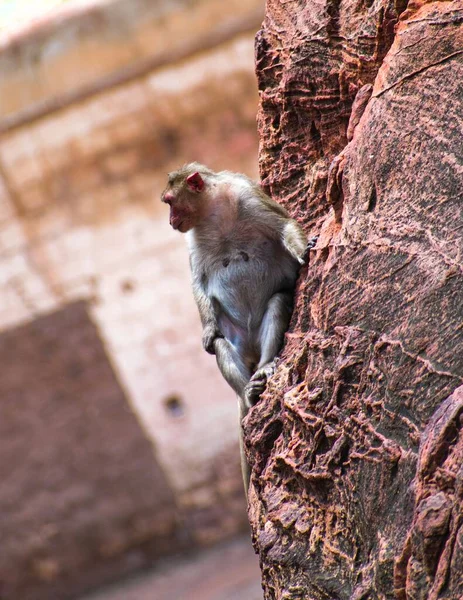 インドの猿は赤い砂岩の岩の上に座って — ストック写真