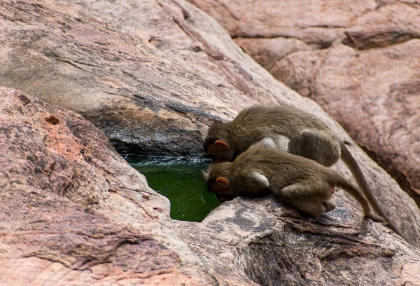 Dos Monos Sedientos Bebiendo Agua Depositados Los Agujeros Agua Una —  Fotos de Stock