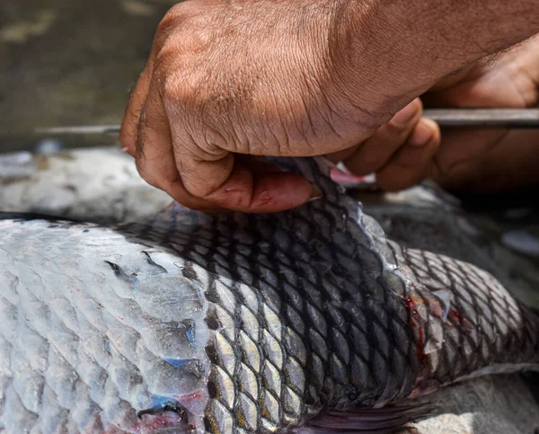 Escamas Peixe Catla Removendo Tendo Profundidade Rasa Campo — Fotografia de Stock