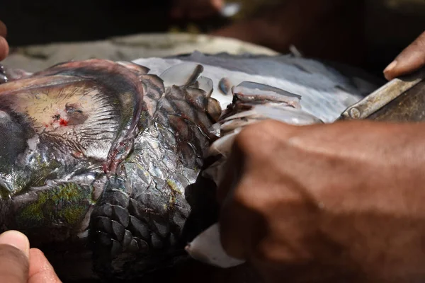 Catla Balık Pulları Kesiliyor Sığ Bir Alan Derinliği Var — Stok fotoğraf