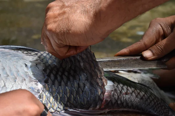 Catla Balık Pulları Kesiliyor Sığ Bir Alan Derinliği Var — Stok fotoğraf