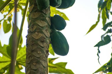 Çiğ yeşil papaya meyveleri ağaçta asılı..