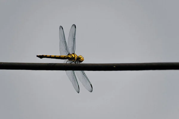 Dragon fly sitting on the wire in a grayish background.