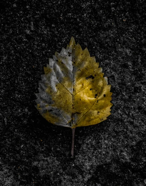 Golden Leaf Kept Textured Background — Stock Photo, Image