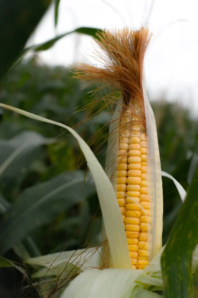 Half covered indian sweet corn on the field.