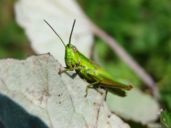 Vibrant Green Grasshopper Sitting Leaf — Stock Photo, Image