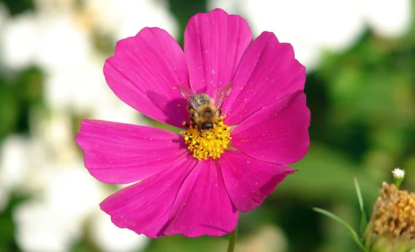 Abeille Assise Sur Une Fleur Magenta — Photo