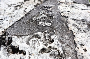 Ledge, Florida, Homestead 'deki Biscayne Ulusal Parkı' nda kayadan yapılmış..