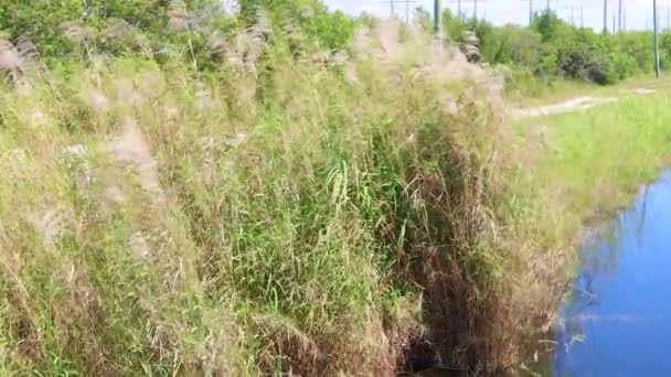 Ervas Daninhas Soprando Vento Biscayne Trail Homestead Arbustos Perto Canal — Vídeo de Stock