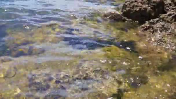 Eau Écrase Contre Rive Rocheuse Sud Baie Biscayne Dans Parc — Video