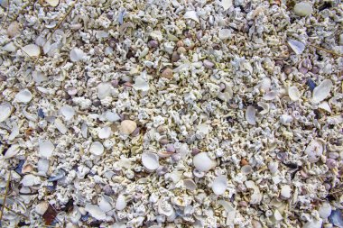 Norveç. Lofoten Adaları. Deniz sahil üzerinde