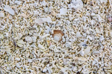 Norveç. Lofoten Adaları. Deniz sahil üzerinde