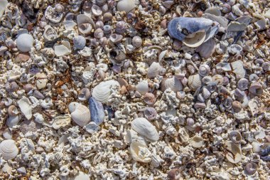 Norveç. Lofoten Adaları. Deniz sahil üzerinde