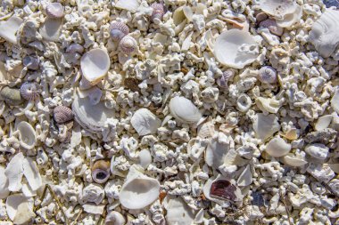 Norveç. Lofoten Adaları. Deniz sahil üzerinde