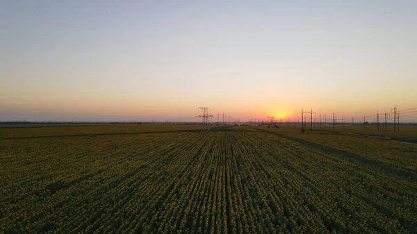 Sunflower Field Ukraine Sunset — Stock Photo, Image