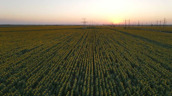 Campo Girasole Ucraina Tramonto — Foto Stock