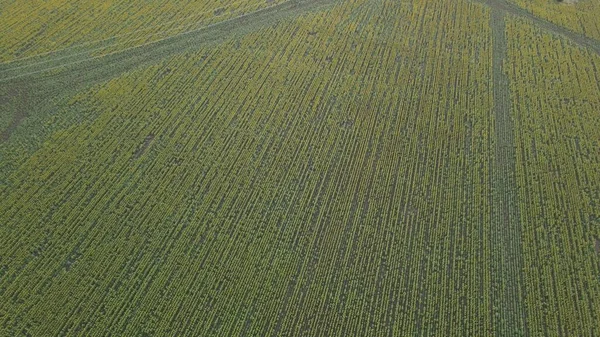 Campo Girasole Ucraina — Foto Stock