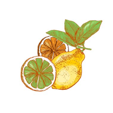 Ayrı bir arka planda yaz aylarında parlak limonlar kur. Lemon, beyaz arka planı kes. El çizimi. Vektör. Kavram: çay; aroma; kozmetik; ambalaj; yaz; limonata, sulu meyve.