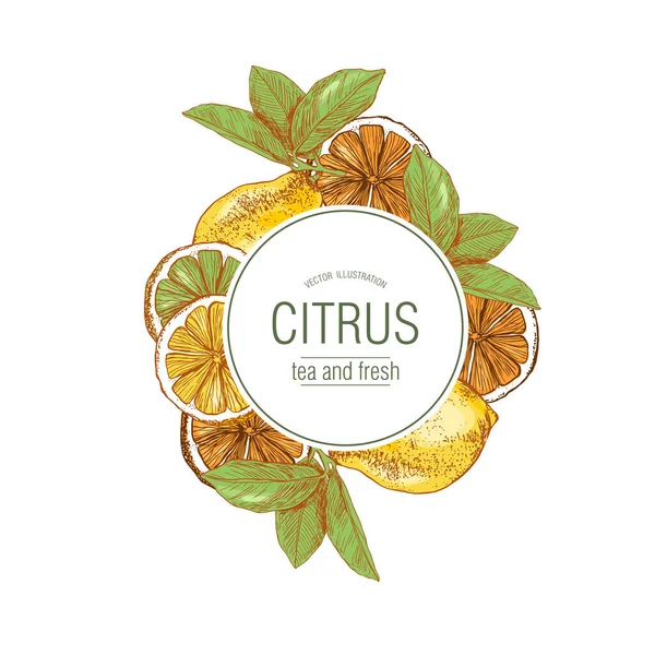 Citrus Een Geïsoleerde Achtergrond Citroen Limoen Sinaasappel Een Witte Achtergrond — Stockvector