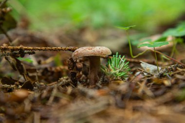 Yerdeki orman mantarı