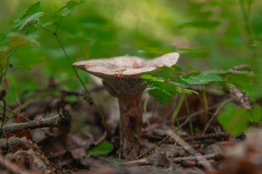 Yerdeki orman mantarı