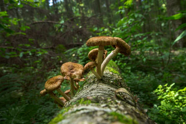 Setas Del Bosque Agáricos Miel Árbol — Foto de Stock