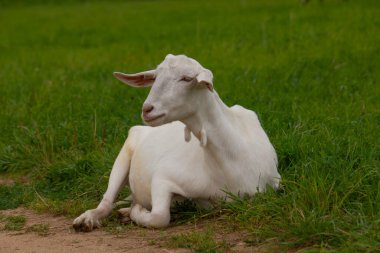 Keçi doğada yürüyor, yeşil çimlerde.