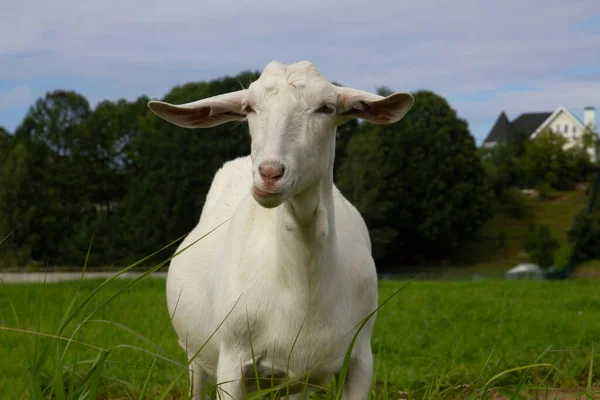 Goat Walks Nature Green Grass — Stock Photo, Image