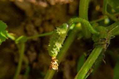 Bahçede yakın plan yeşil salatalık.