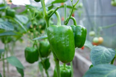 Pepper vejetaryen bir yemektir. Biber salata yapmak için kullanılabilir.