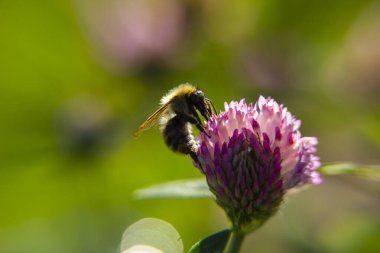 Yaz manzarası. Çizgili bir yaban arısı bir cetropole çiçeğinin üzerinde oturur ve polen toplar.